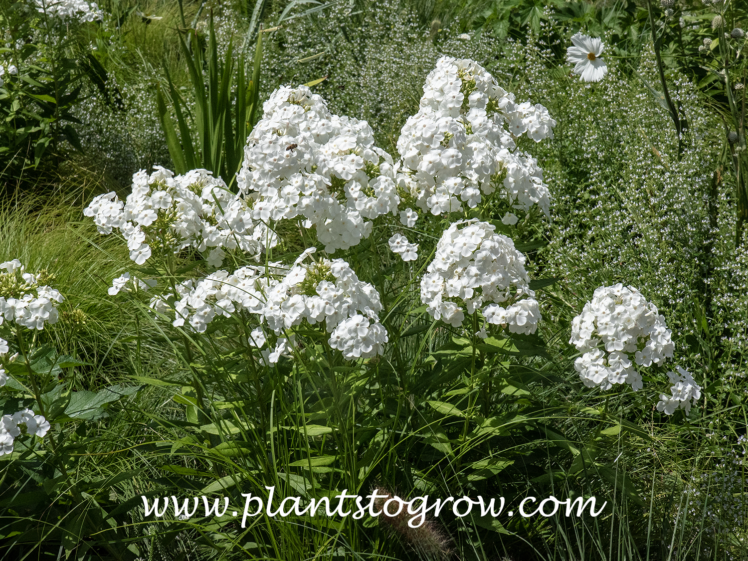 Phlox David (Phlox paniculata)
Growing in the monochromatic 'Moonlight Meadow'. (end of July)